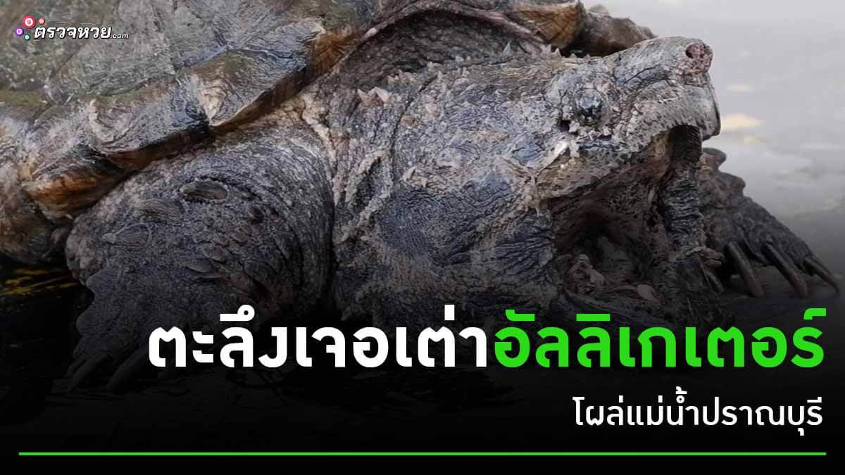 ตะลึงเจอเต่าอัลลิเกเตอร์ โผล่แม่น้ำปราณบุรี