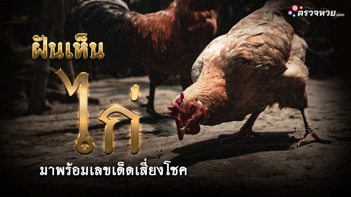 เปิดตำราทำนายฝัน ฝันเห็นไก่ มาพร้อมเลขเด็ดเสี่ยงโชค