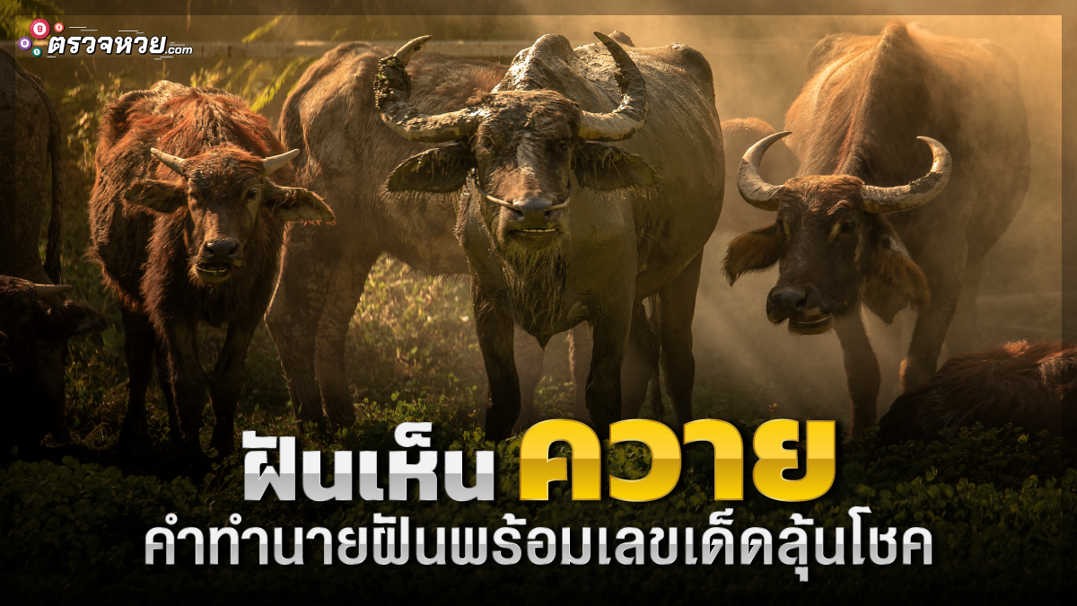 ทำนายความฝัน ฝันเห็นควาย คำทำนายฝันพร้อมเลขเด็ดลุ้นโชค