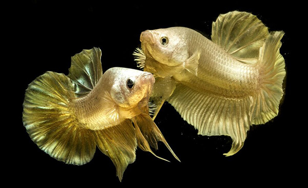 ปลากัดสีทอง