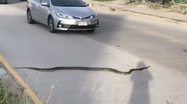 งูอยู่บนถนน